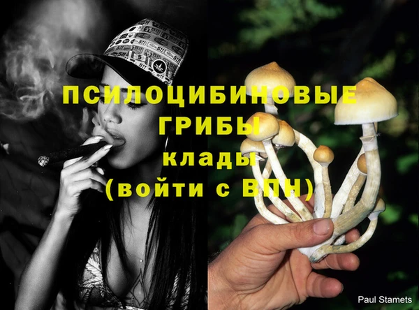 стафф Арсеньев